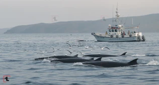 Kaliforniyada filitil balinalarında quş qripi: Yeni təhlükə nə qədər ciddi?